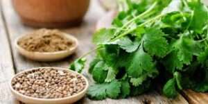 Coriander