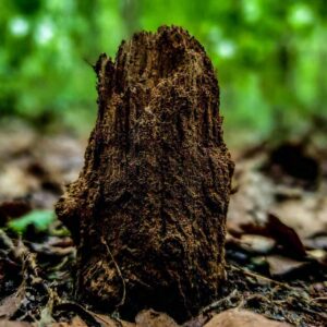 kudzu root