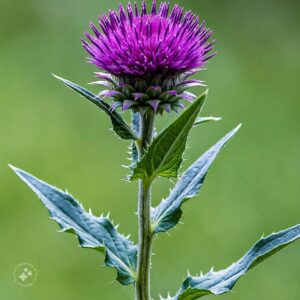 Milk Thistle: