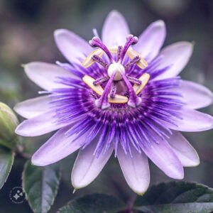 Passionflower: