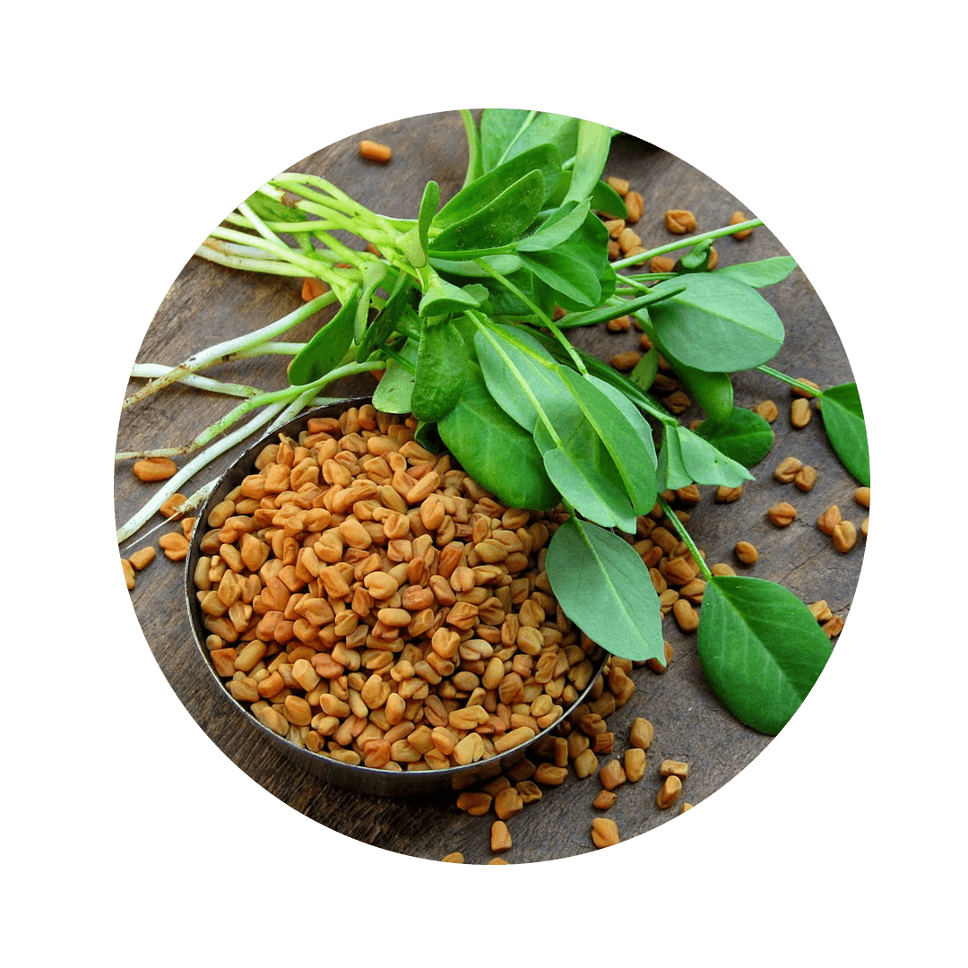 Fenugreek