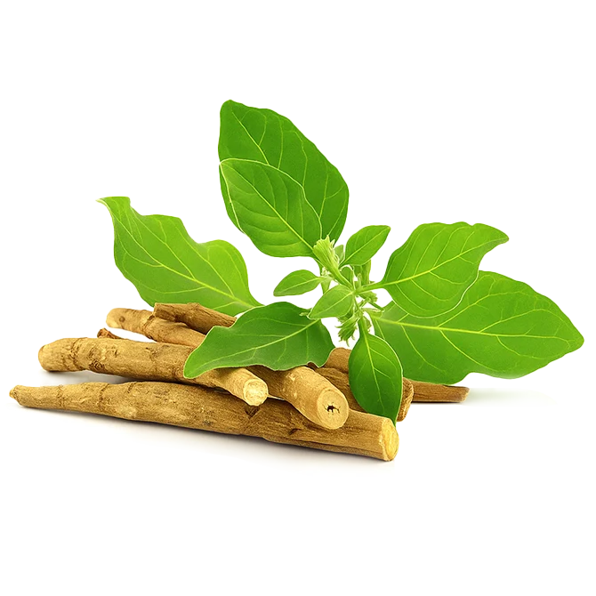 अश्वगंधा