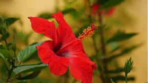 Hibiscus