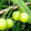 Amla