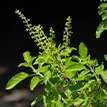 Tulsi